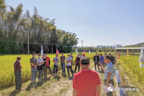 大田镇举办2021年晚造水稻病虫害统防统治示范建设项目现场观摩会